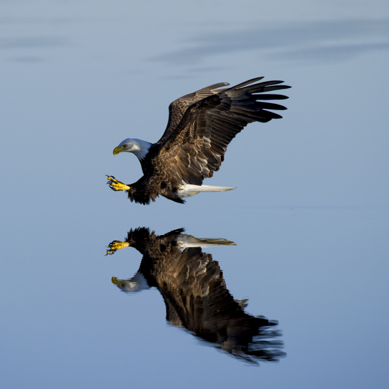 Adler
