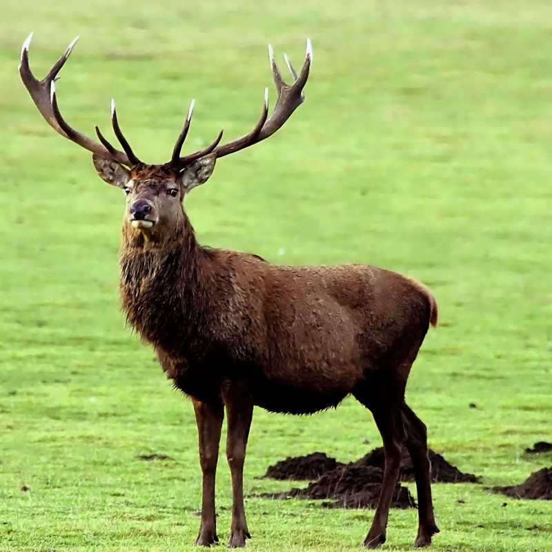 Krafttier Hirsch