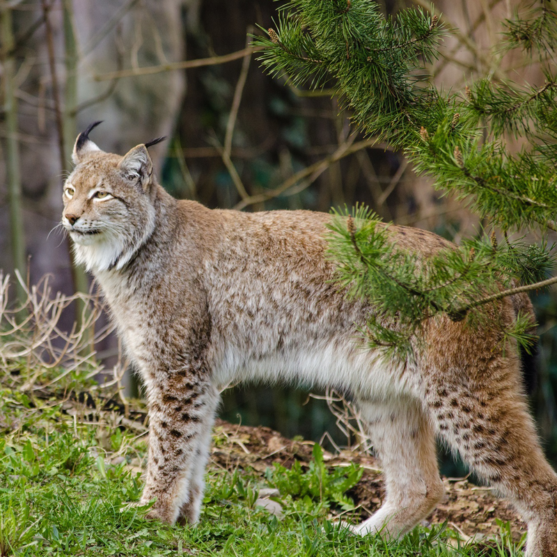 Krafttier Luchs