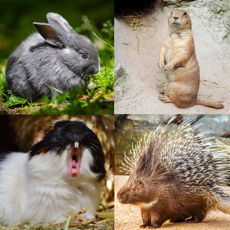 Krafttier Nagetiere