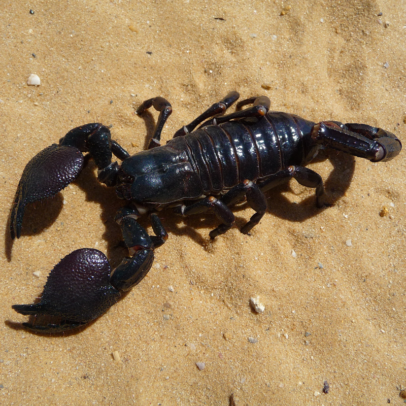 Krafttier Skorpion
