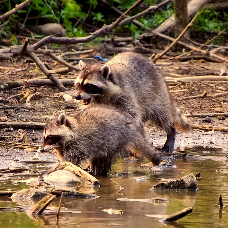 Krafttier Waschbär