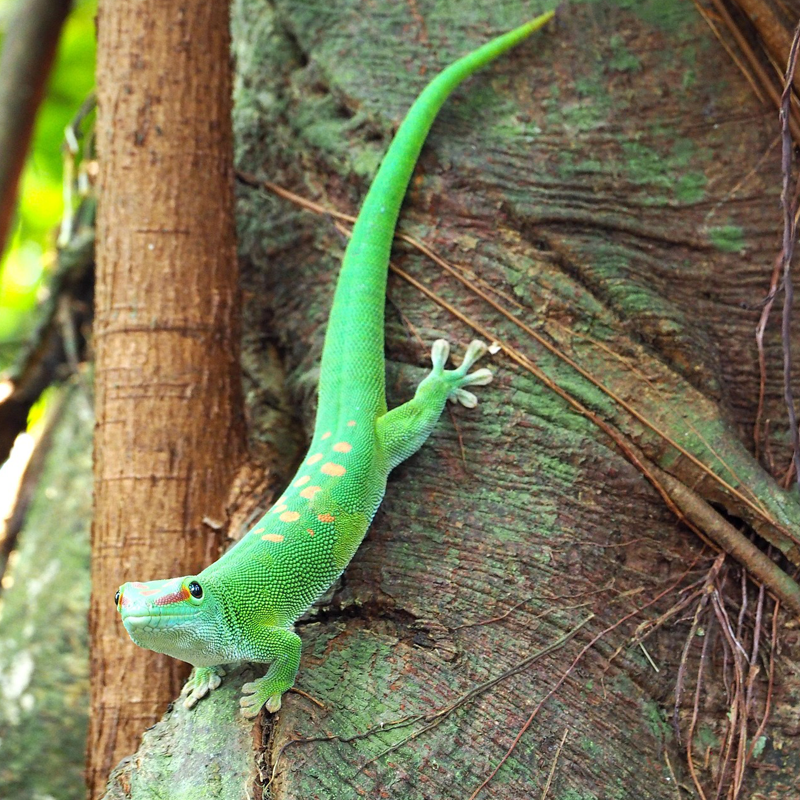 Krafttier Gecko