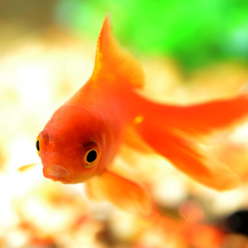 Krafttier Goldfisch