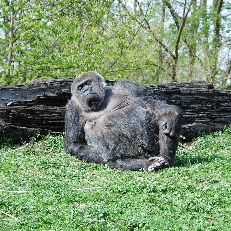 Krafttier Gorilla
