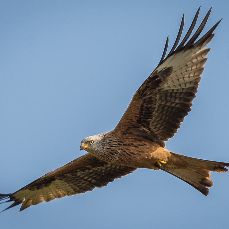 Krafttier Greifvogel