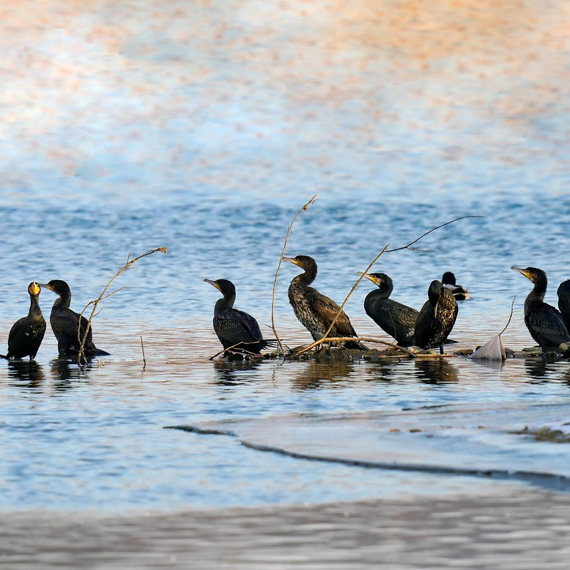 Krafttier Kormoran