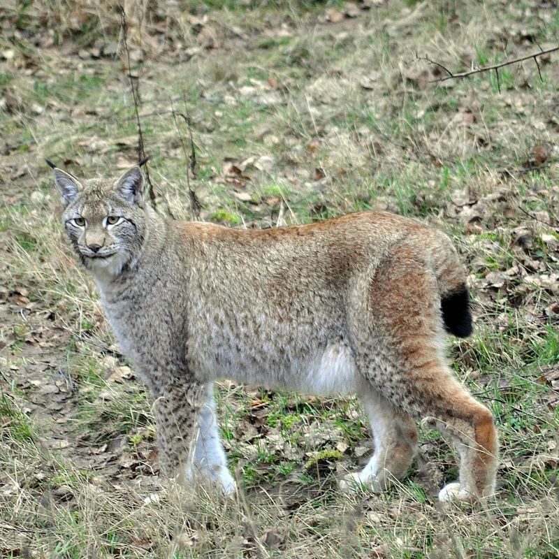 Krafttier Luchs