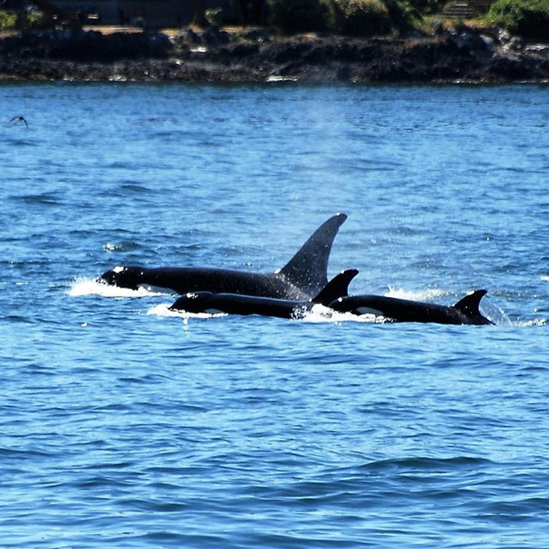 Krafttier Orca