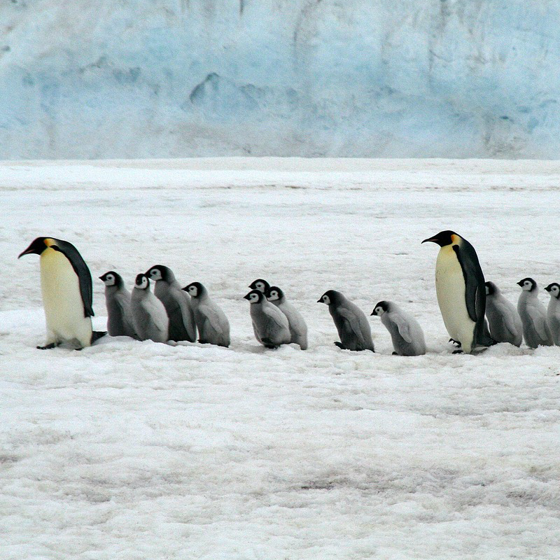 Krafttier Pinguin