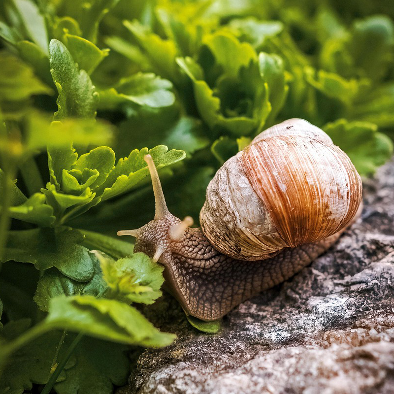 Krafttier Schnecke
