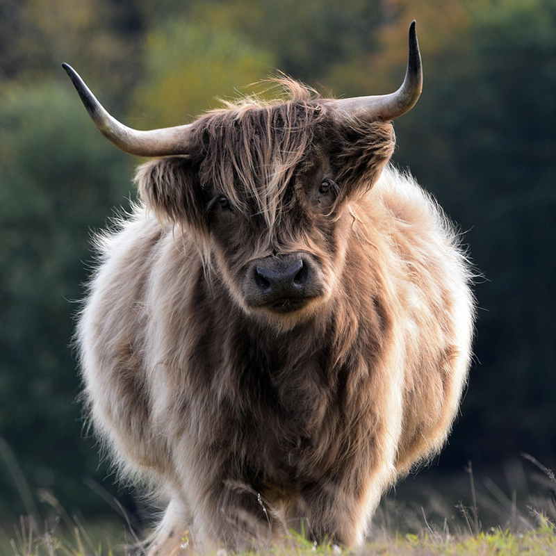Krafttier Stier
