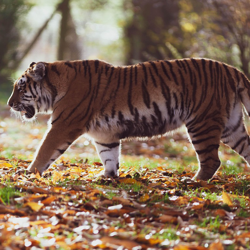 Krafttier Tiger